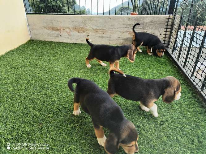 Lindos bebes beagles