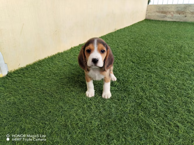 Lindos bebes beagles