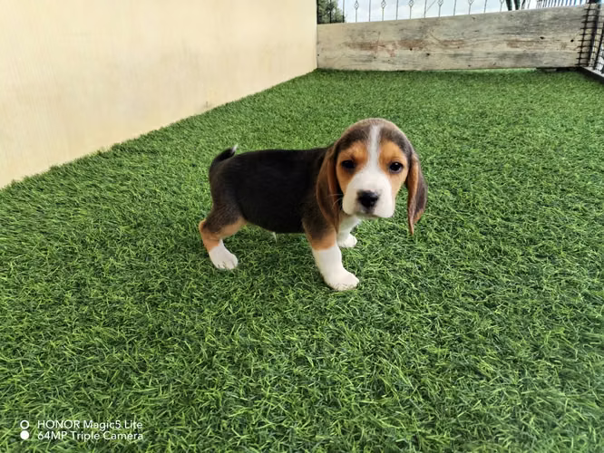 Lindos bebes beagles - Imagen 3