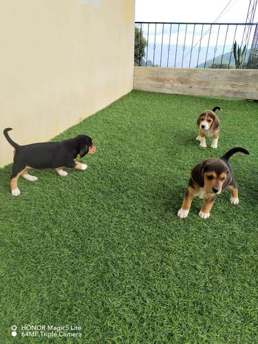 Lindos bebes beagles