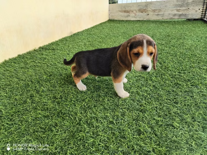 Lindos bebes beagles - Imagen 2