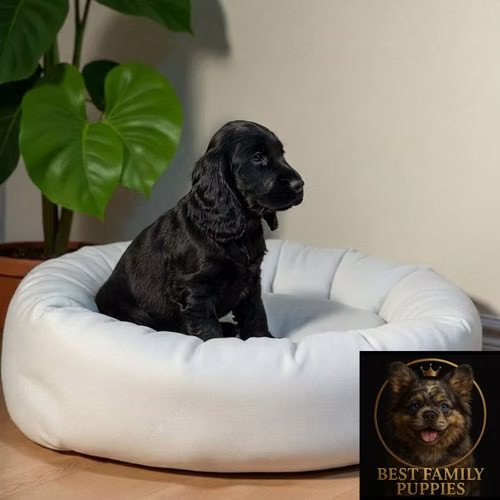Cachorro COCKER SPANIEL INGLES TRADICIONAL disponible - Imagen 2