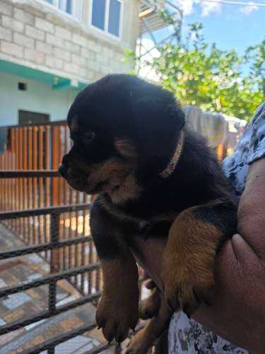 rottweiler