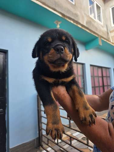 rottweiler