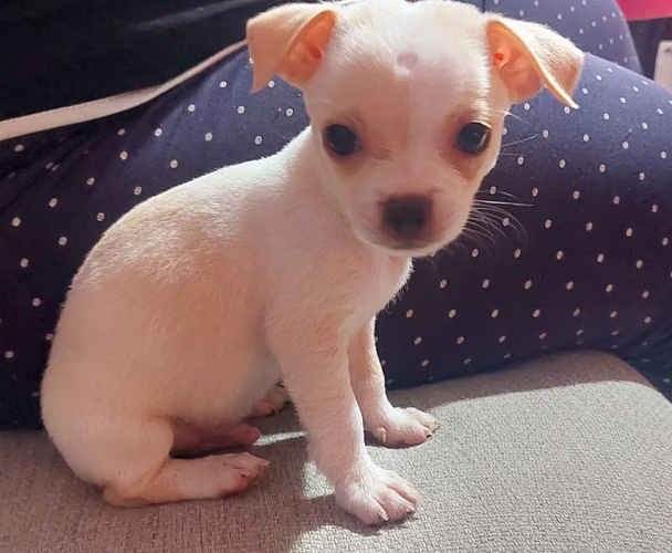 Chihuahuas machos - Imagen 4