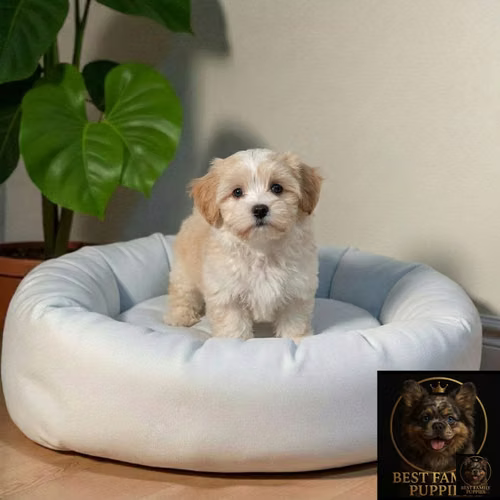 Cachorro BICHON HABANERO disponible - Imagen 6