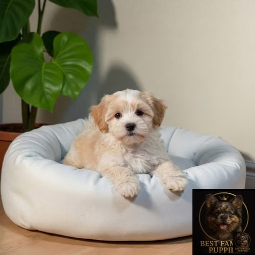 Cachorro BICHON HABANERO disponible - Imagen 8