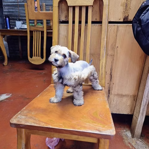Schnauzer miniatura  - Imagen 3