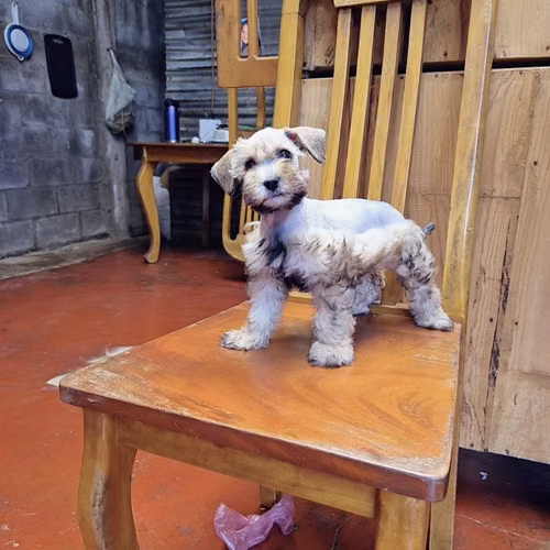Schnauzer miniatura 