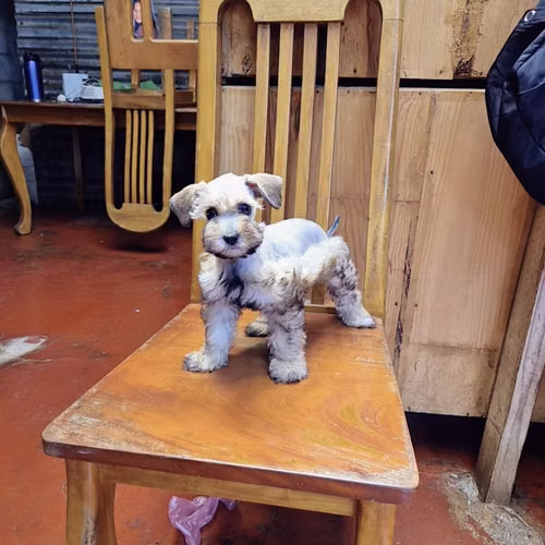 Schnauzer miniatura  - Imagen 2