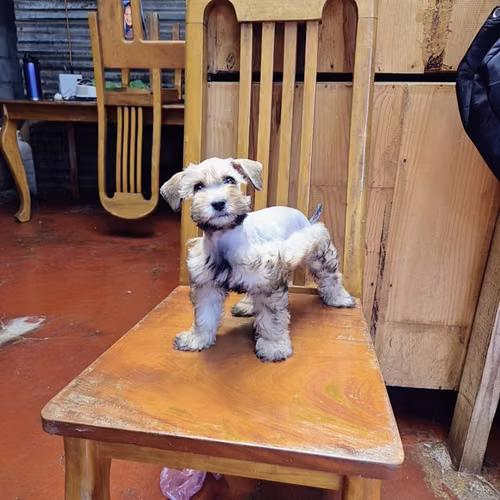 Schnauzer miniatura  - Imagen 4