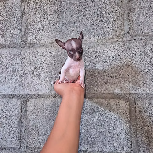 Chihuahua de bolsillo 