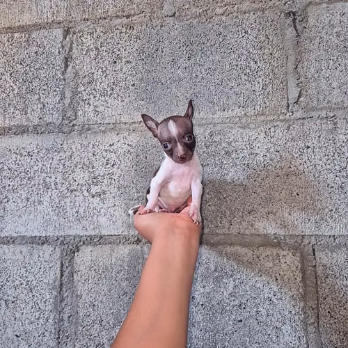 Chihuahua de bolsillo  - Imagen 3
