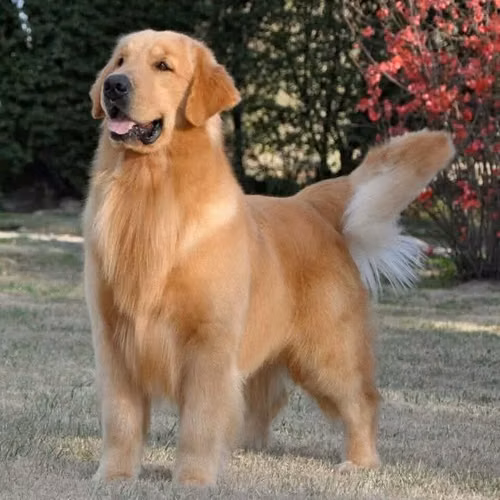 Golden retriber pedigree A registrado en acangua de 3 años - Imagen 3