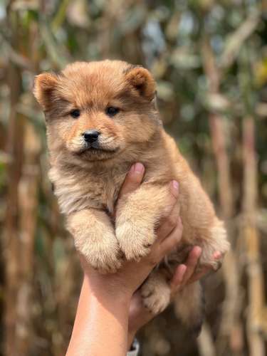 Chow Chow  - Imagen 5