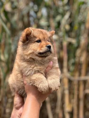 Chow Chow  - Imagen 4