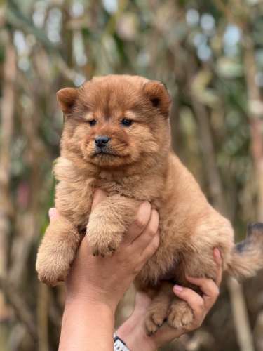 Chow Chow 