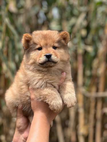 Chow Chow  - Imagen 3