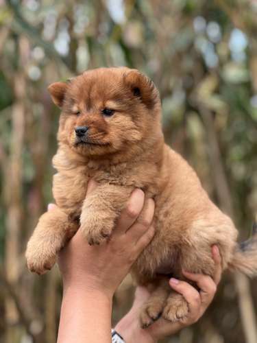 Chow Chow  - Imagen 2