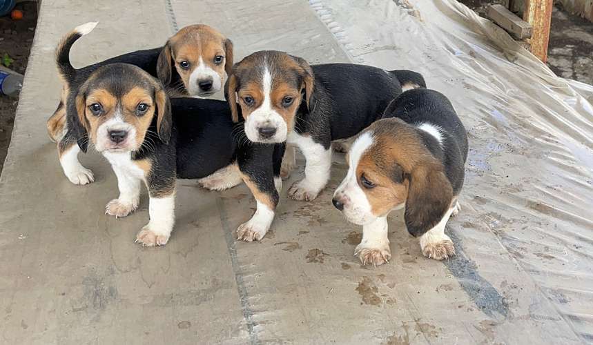 Beagles tricolor  - Imagen 3