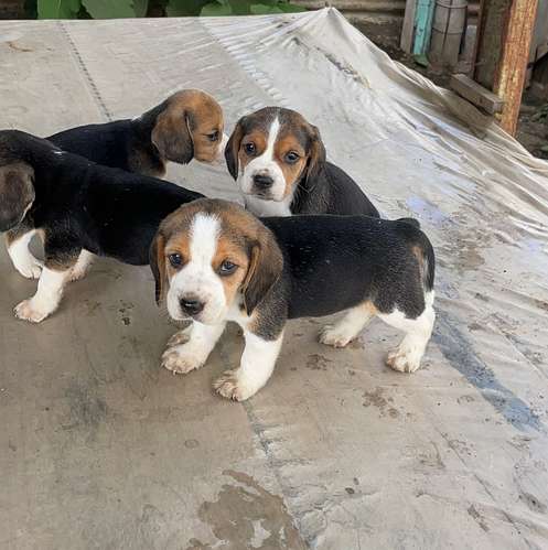 Beagles tricolor  - Imagen 5