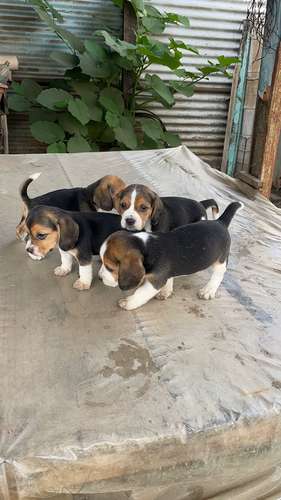 Beagles tricolor  - Imagen 2