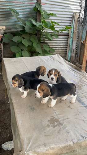 Beagles tricolor  - Imagen 4