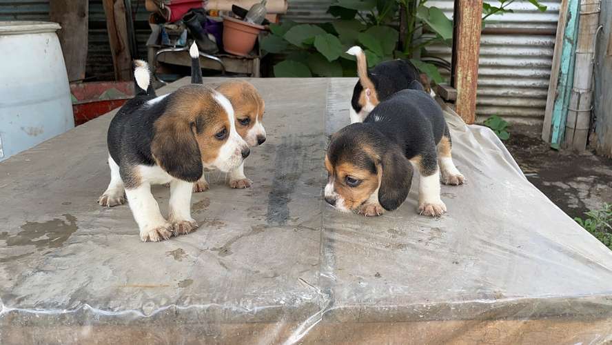 Beagles tricolor  - Imagen 6