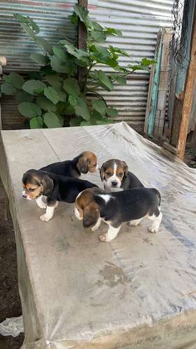Beagles tricolor  - Imagen 7