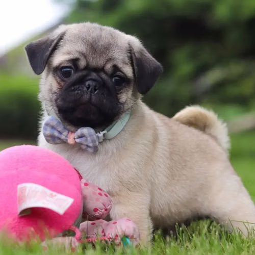 PUG HEMBRA CALIDAD VISACUOTAS PADRES CON PEDIGREE