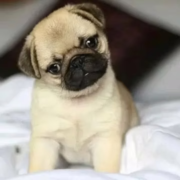 HEMBRA PUG CERVATO VISACUOTAS 