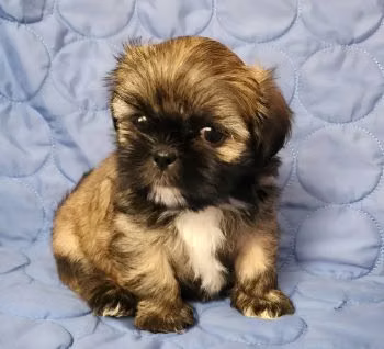 Shihtzu Hembras y Machos visacuotas 