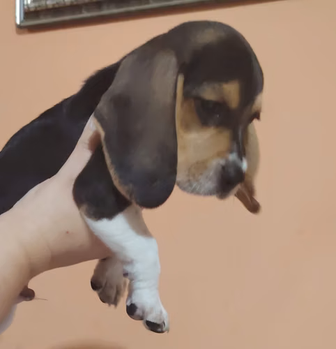 Cachorro beagle - Imagen 4