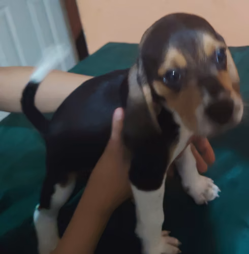 Cachorro beagle - Imagen 5