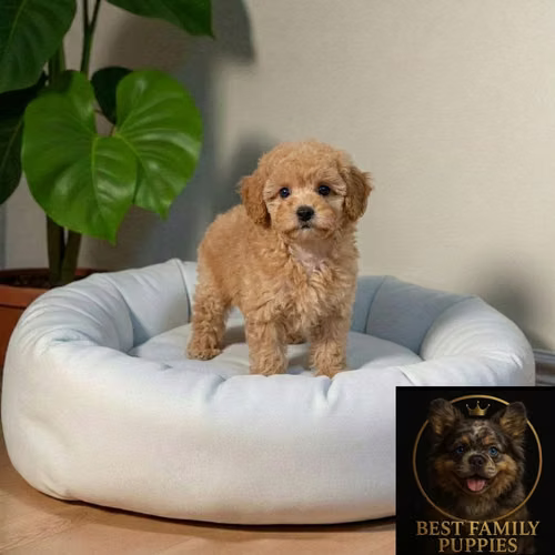 Cachorro FRENCH POODLE APRICOT MINIATURA disponible - Imagen 2