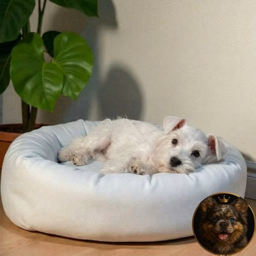 Cachorro Schnauzer Blanco y Black Silver / Miniature Schnauzer White and Black Silver disponible - Imagen 8