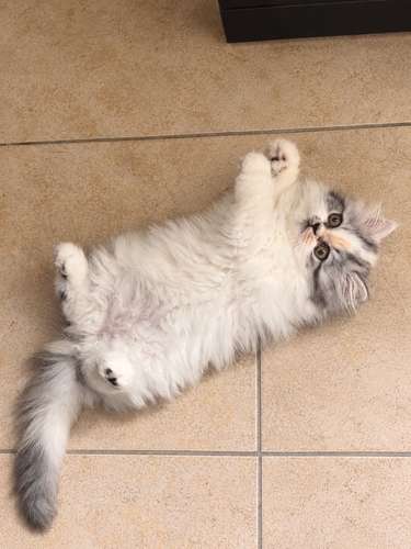Gatita Persa  - Imagen 3