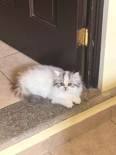 Gatita Persa  - Imagen 4