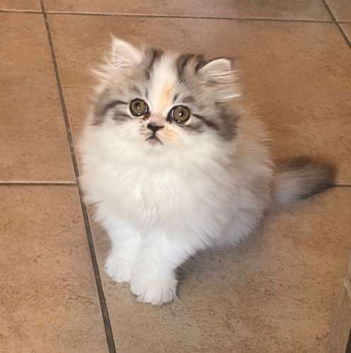 Gatita Persa  - Imagen 2