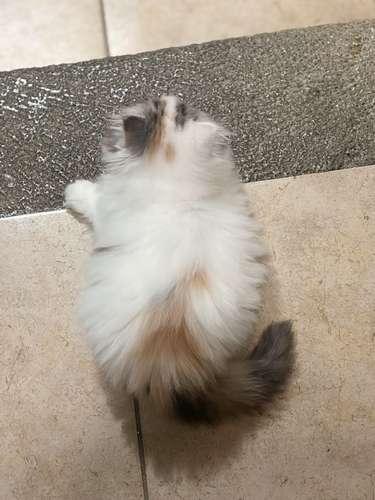 Gatita Persa  - Imagen 5