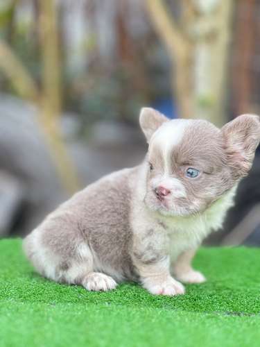 Bulldog frances fluffy - Imagen 2