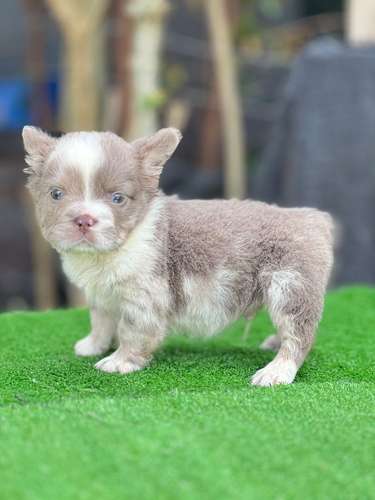 Bulldog frances fluffy - Imagen 4