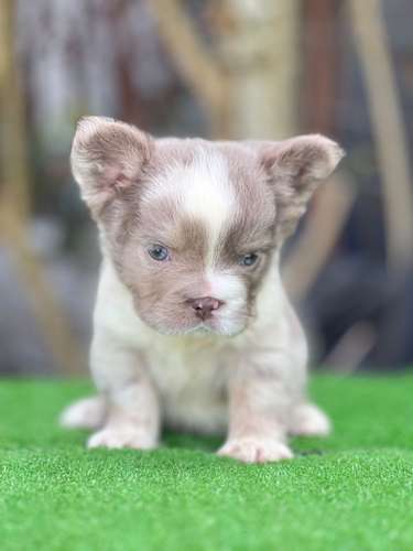 Bulldog frances fluffy - Imagen 3