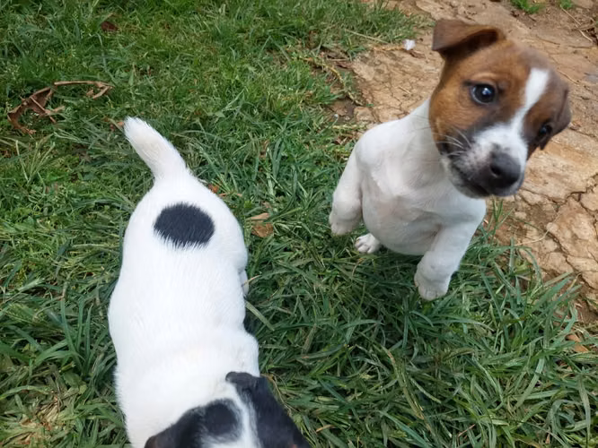 Jack Russell Terrier 
