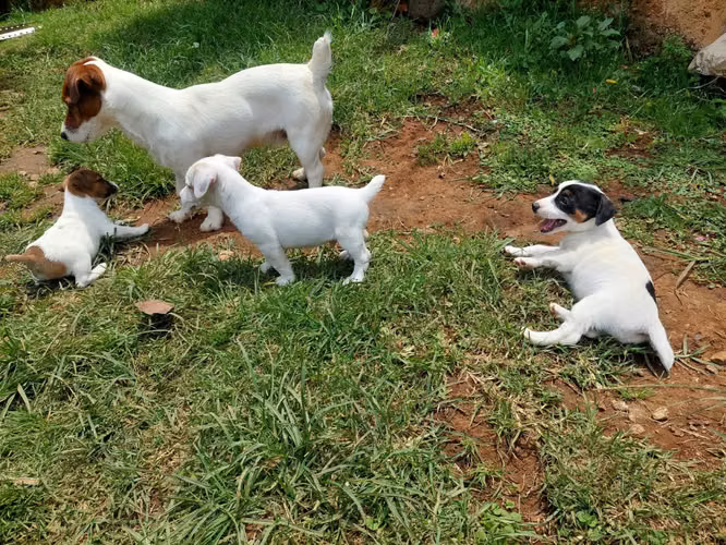 Jack Russell Terrier 