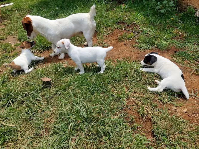Jack Russell Terrier 
