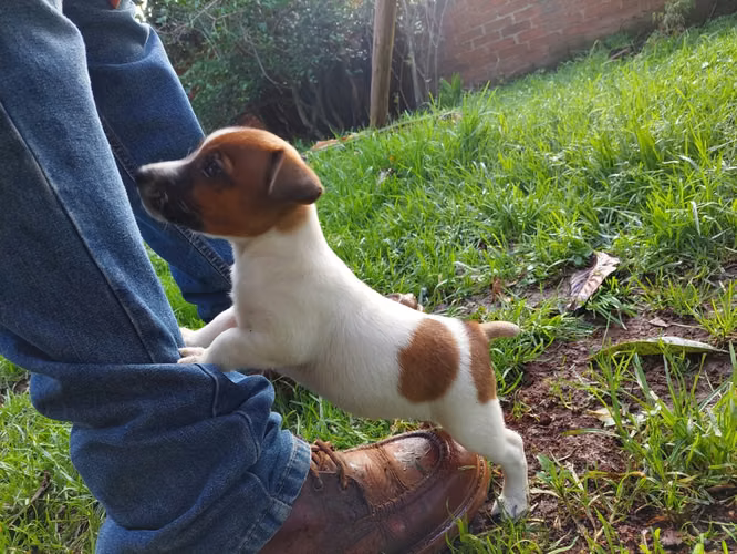 Jack Russell Terrier 