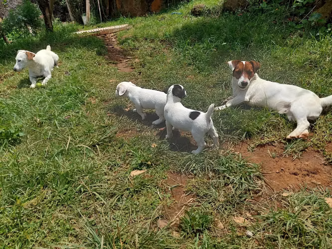 Jack Russell Terrier 