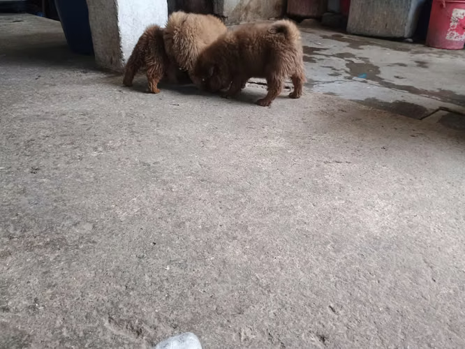Chow chow - Imagen 1