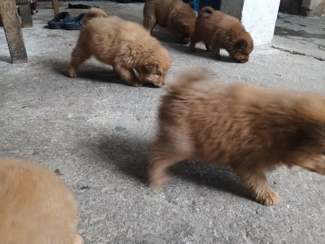 Chow chow - Imagen 5